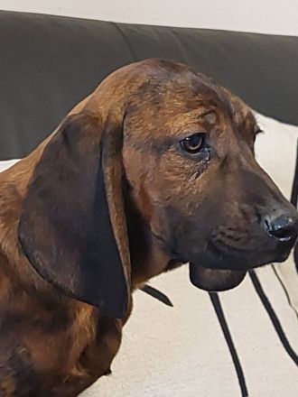 Hannoversche Schweißhunde