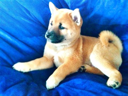 Shiba inu Welpen