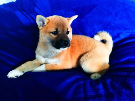 Shiba inu Welpen