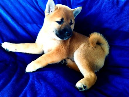 Shiba inu Welpen