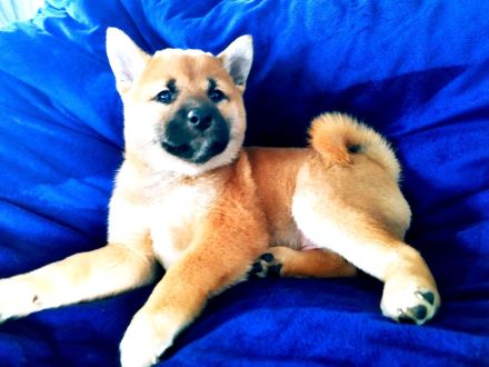Shiba inu Welpen