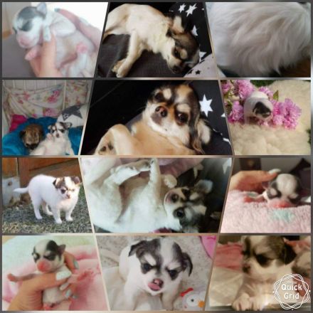 5* zuhause gesucht für meine chihuahuahündin in der Farbe Husky