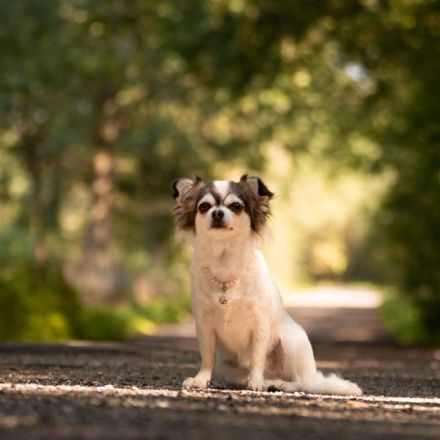 5* zuhause gesucht für meine chihuahuahündin in der Farbe Husky