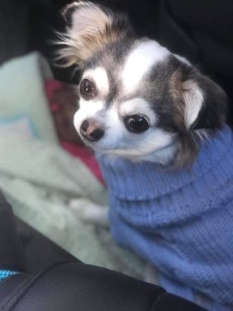 5* zuhause gesucht für meine chihuahuahündin in der Farbe Husky