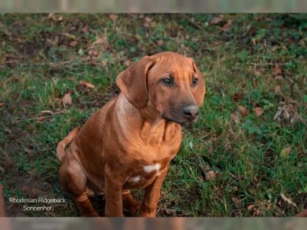 Putzmuntere Sonnenhof-Welpen