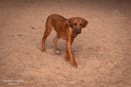 Putzmuntere Sonnenhof-Welpen