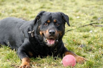Blacky, Rottweiler, geb. 2015, starker Rüde sucht erfahrenen Halter