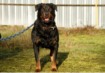 Blacky, Rottweiler, geb. 2015, starker Rüde sucht erfahrenen Halter