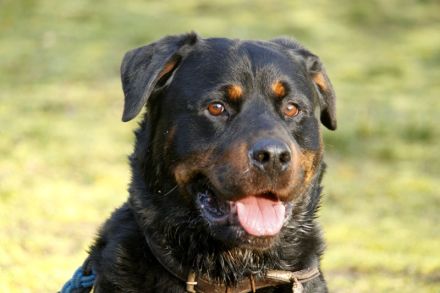 Blacky, Rottweiler, geb. 2015, starker Rüde sucht erfahrenen Halter