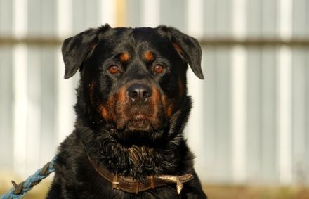 Blacky, Rottweiler, geb. 2015, starker Rüde sucht erfahrenen Halter