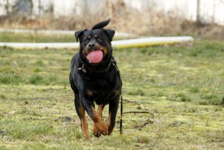 Blacky, Rottweiler, geb. 2015, starker Rüde sucht erfahrenen Halter