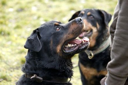Blacky, Rottweiler, geb. 2015, starker Rüde sucht erfahrenen Halter