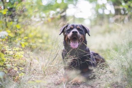 Blacky, Rottweiler, geb. 2015, starker Rüde sucht erfahrenen Halter