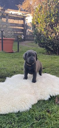 Labrador Welpen