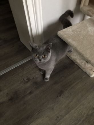 KATZE SUCHT NEUES ZUHAUSE