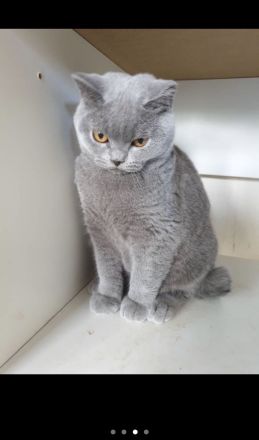 KATZE SUCHT NEUES ZUHAUSE