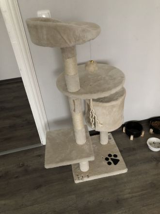 KATZE SUCHT NEUES ZUHAUSE