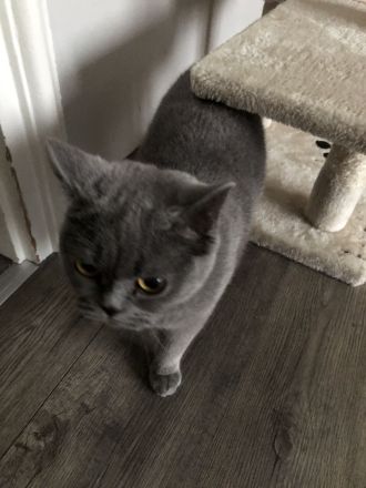 KATZE SUCHT NEUES ZUHAUSE