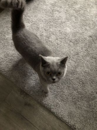 KATZE SUCHT NEUES ZUHAUSE