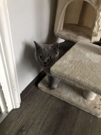 KATZE SUCHT NEUES ZUHAUSE