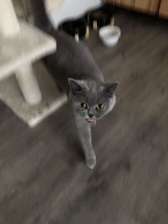 KATZE SUCHT NEUES ZUHAUSE