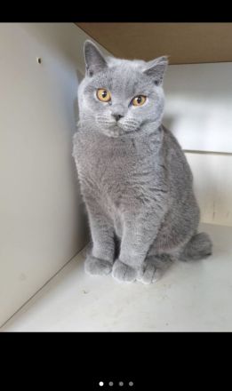 KATZE SUCHT NEUES ZUHAUSE