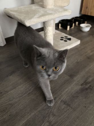 KATZE SUCHT NEUES ZUHAUSE