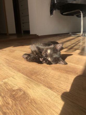 Verspielte Kätzchen