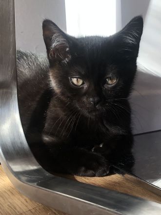 Verspielte Kätzchen