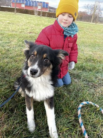 Australian Shepherd Hündin