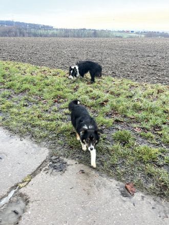 Australian Shepherd Hündin