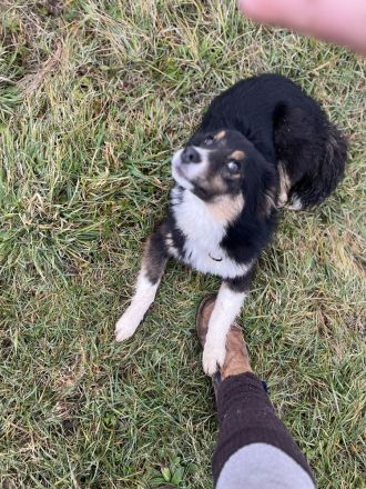 Australian Shepherd Hündin
