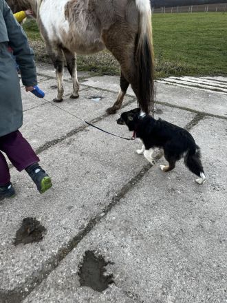Australian Shepherd Hündin
