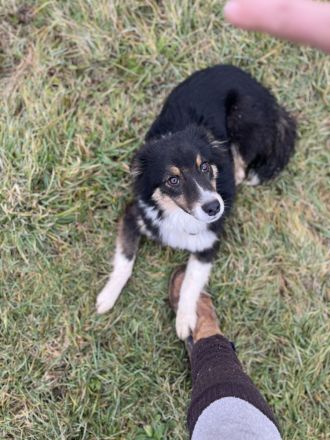 Australian Shepherd Hündin