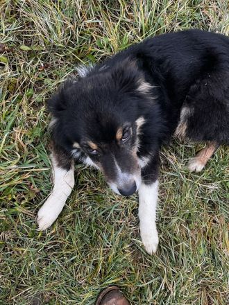 Australian Shepherd Hündin