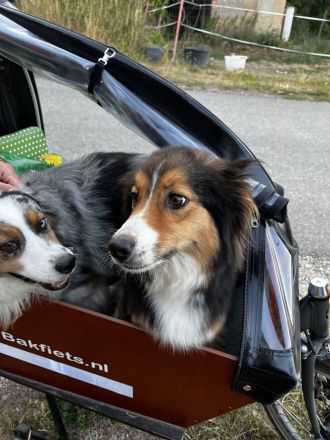 Australian Shepherd Hündin