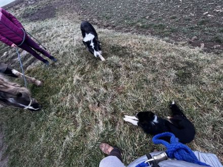 Australian Shepherd Hündin