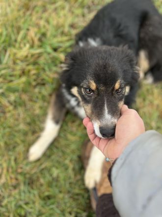 Australian Shepherd Hündin