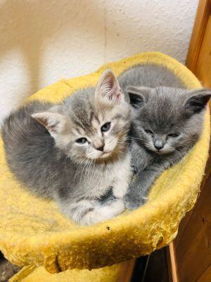 2 wunderschöne BKH bereit zum Auszug