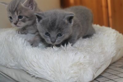 2 wunderschöne BKH bereit zum Auszug