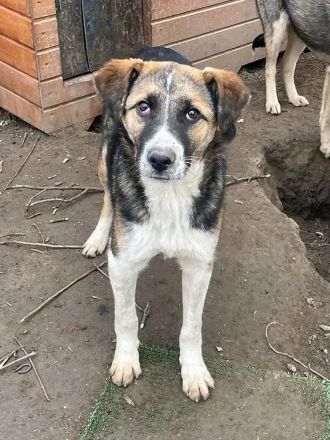 Mischlingsrüde Romeo