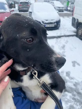 Mischlingsdame Skadi