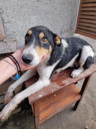 Mischlingsrüde Tubi