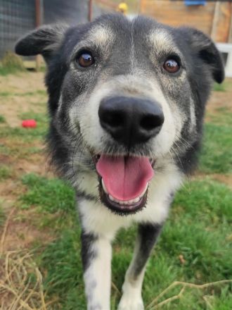 Mischlingsrüde Raider