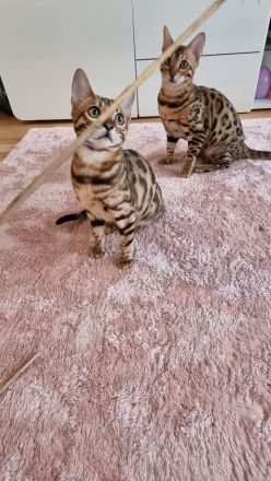 Süße bengal kitten