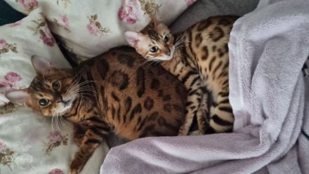 Süße bengal kitten