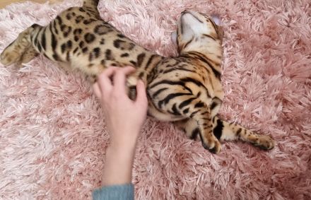 Süße bengal kitten