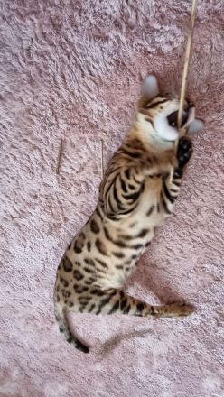 Süße bengal kitten