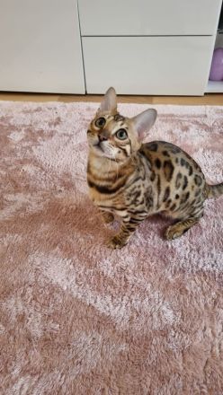 Süße bengal kitten