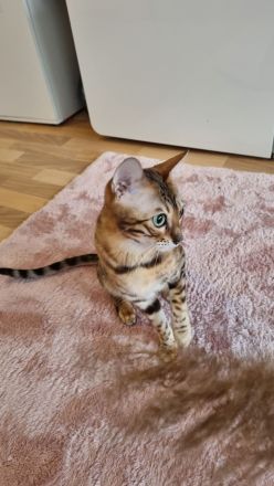 Süße bengal kitten